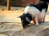 母猪围产期疾病的防治猪繁殖病
