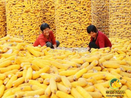 英媒:中国取消玉米收储 投资者大举建仓赌价格下跌