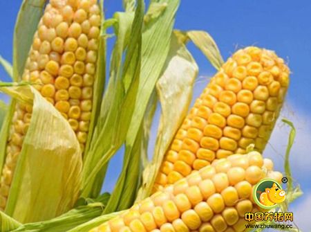 今年新玉米上市价格或先扬后抑 总供应较上年减少