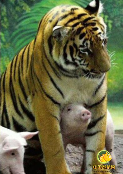泰国动物园里，一只老虎妈妈由于丧仔身体日渐消瘦。　