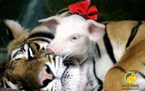 工作人员为了帮助这只虎妈，用虎皮穿在小猪身上，然后送到虎妈的身边，让她以为它们就是自己的孩子。