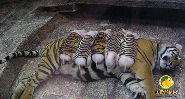 老虎妈妈丧子伤心 动物园用猪仔替代安慰