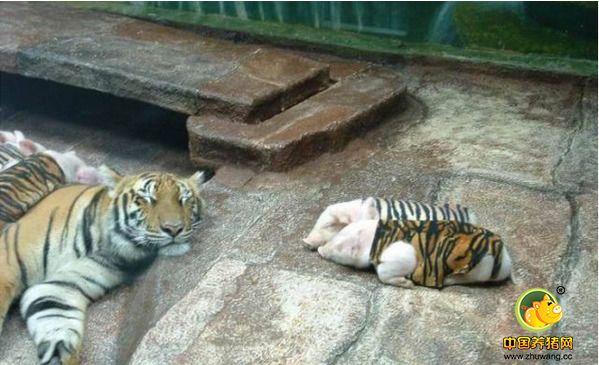 老虎和猪仔在休息。