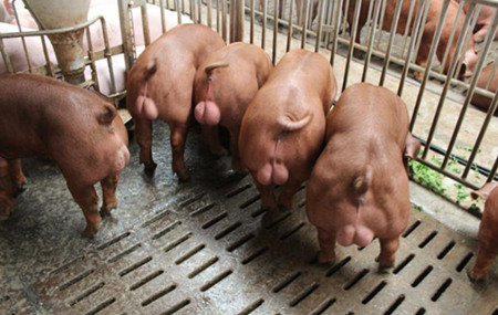 改善公猪栏条件，为公猪提供一个良好的适宜生产的环境