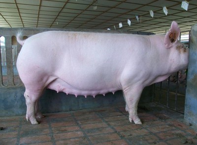 母猪产程长的原因和危害以及缩短产程的方法
