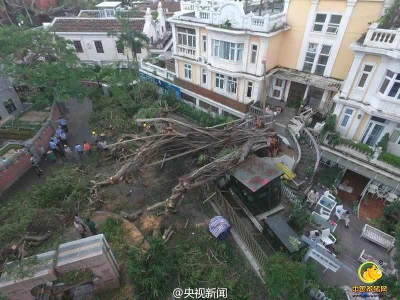 台风过后鼓浪屿满目疮痍 老树倒伏历史建筑受损