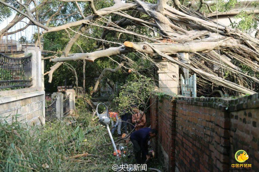 台风过后，百年老树倒伏。