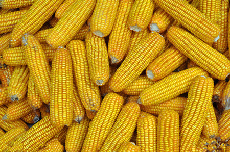 明年将继续调减玉米面积1000万亩以上