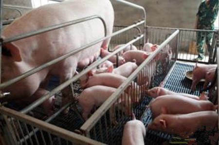 提高母猪繁殖性能，母猪的产后护理很关键！