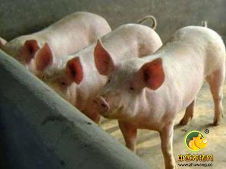 猪源趋紧 能繁母猪恢复仍然需要一个周期