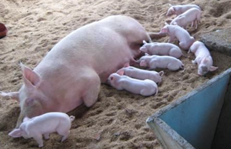 母猪“催情六大法” 养猪人掌握了吗？