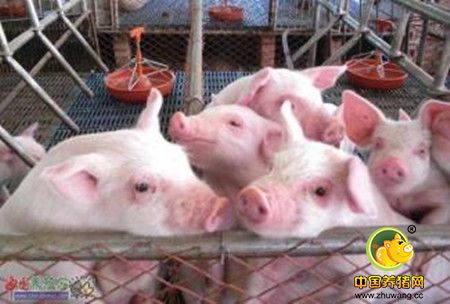 秋季是母猪发生流产的高危季节？