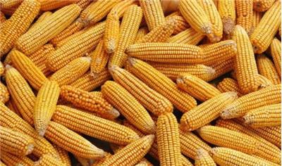 库存玉米即将暂停销售 市场转接新粮轨道