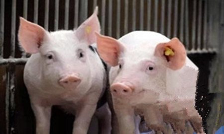 猪场数据化管理是未来发展的方向，猪老板必看4大母猪繁殖数据！