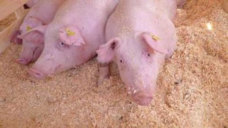 种猪如何做到高效有计划配种、繁殖？