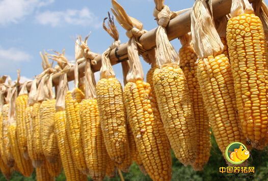 美国农业部玉米季度库存报告前瞻