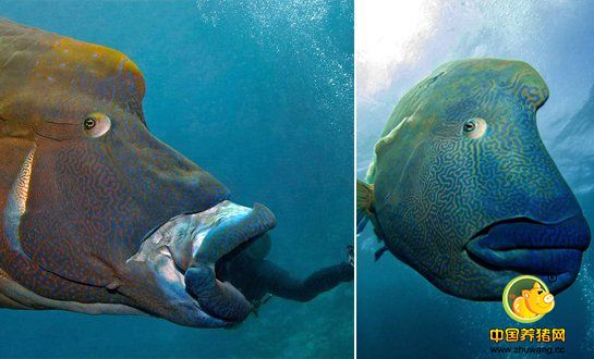 照片中，苏眉鱼要么“吞食”了潜水员的身子，令其只剩双腿在海中“挥舞”；要么就是将潜水员几乎全部“吞”到了身体里，令其只留下了惊慌错愕的表情。 