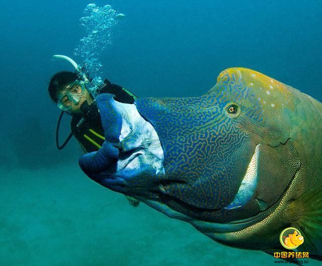 近日，有媒体称，一只苏眉鱼在澳大利亚大堡礁上演“大吞活人”，照片在网上火速流传，令网友直呼不可思议。