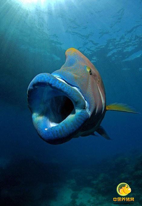 据报道，苏眉鱼是世界上最大的珊瑚鱼类，在成年后通体为铁蓝色并会长出突出的嘴唇，寿命至少可达20年。