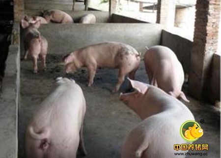 欧美各国测定种猪性能的方法
