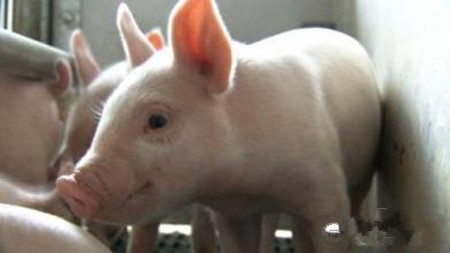 如何区别猪中毒性疾病与传染病，如何诊治？