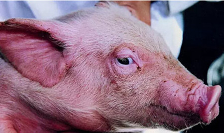 猪呼吸系统疾病，是否有被你忽略的一些病因？