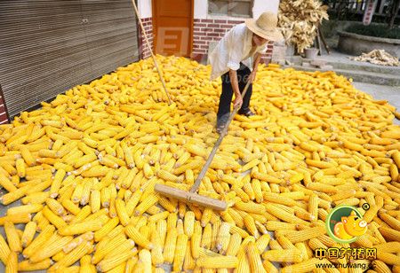 “市场化”背景下东北掀起民间建玉米仓热潮