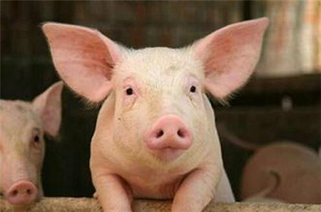 现代猪场如何淘汰与更新种猪？