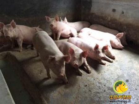 养殖场提高纯种猪育种水平的方法