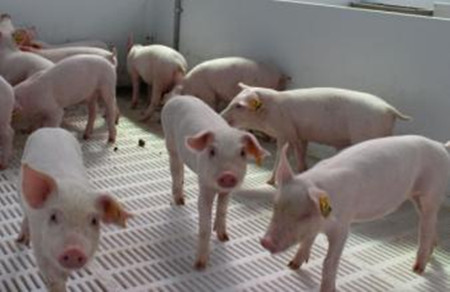 如何提高杂交母猪繁殖率