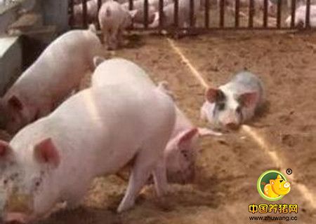 猪的高产繁殖技术