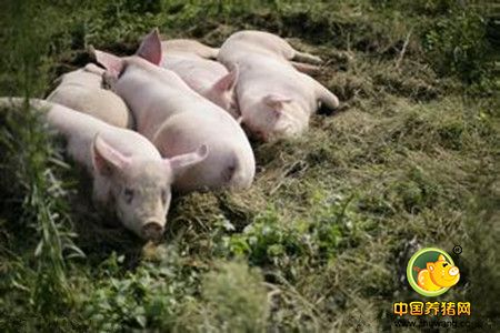 规模化猪场猪喘气病的防治措施