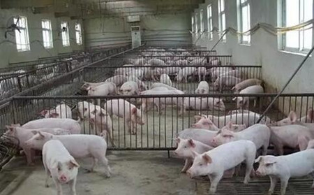 猪场漏缝地板可能存在的几个问题 - 养猪场建设\/养猪技术 - 中国养猪网-中国养猪行业门户网站