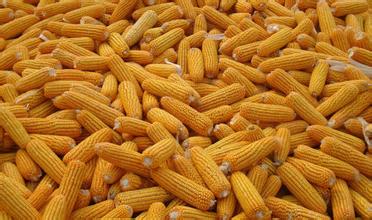 “拉尼娜”为秋冬玉米存储及后市优质粮源供应带来挑战