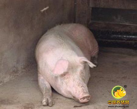 冬季如何有效防控猪呼吸道疾病综合征