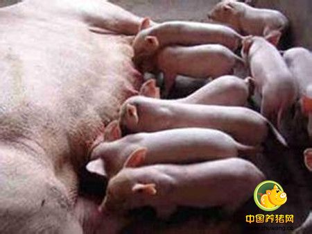 种猪繁殖障碍的解决方案