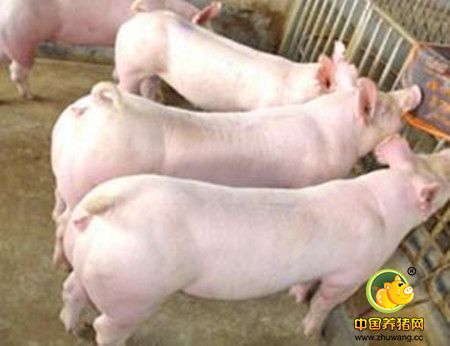 种公猪的饲养管理及合理利用