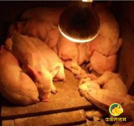 促使母猪多排卵多产仔的技术措施
