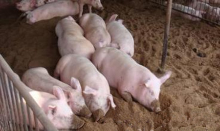 发酵床可有效提高母猪繁殖率