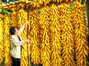 2017年粮食进口关税配额数量公布：玉米720万吨