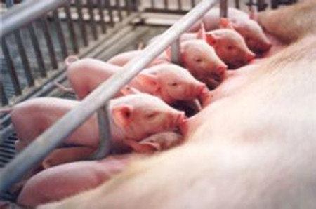 两种复合酶制剂对断奶仔猪生产性能及经济效益的影响分析