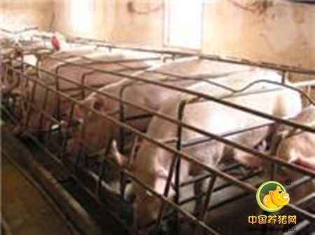 母猪拒食、采食量低的原因分析