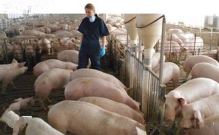 防治猪呼吸道疾病的方法