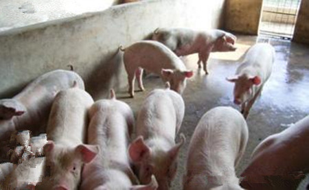 控制猪呼吸与繁殖障碍综合征有多重要？