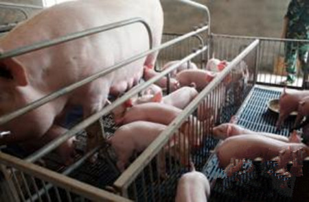 ㊣秋季促使母猪多排卵多产仔的技术措施