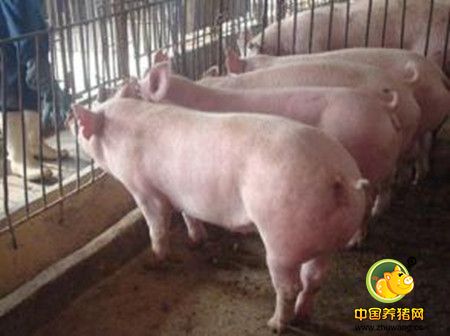 健康的新生仔猪来源于良好的母猪营养
