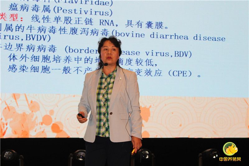 中国兽医药品监察所研究员、猪瘟参考实验室核心成员王琴博士以《猪瘟免疫失败原因分析及防控技术研究》为主题作了演讲