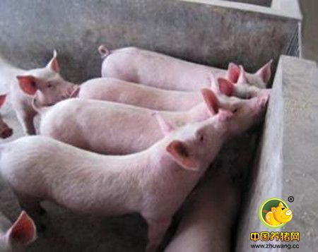 关于防控猪繁殖与呼吸综合征的反思