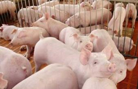 后备母猪的驯化方法 - 猪繁育管理\/养猪技术 - 中