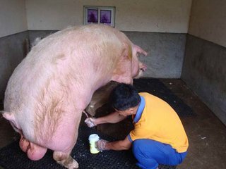 为什么要给猪人工授精，难道猪没有自由交配的权利吗？